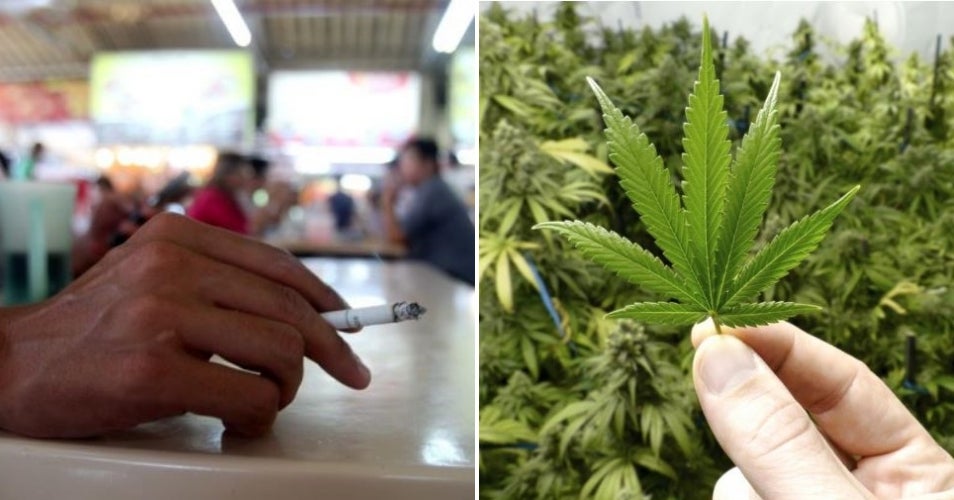 Malaysians Can Grow Marijuana If They Get Permission - WORLD OF BUZZ