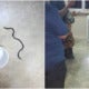Man Calls Bomba To Get Rid Of Snake In Home; Turns Out It'S A Roundworm - World Of Buzz 2
