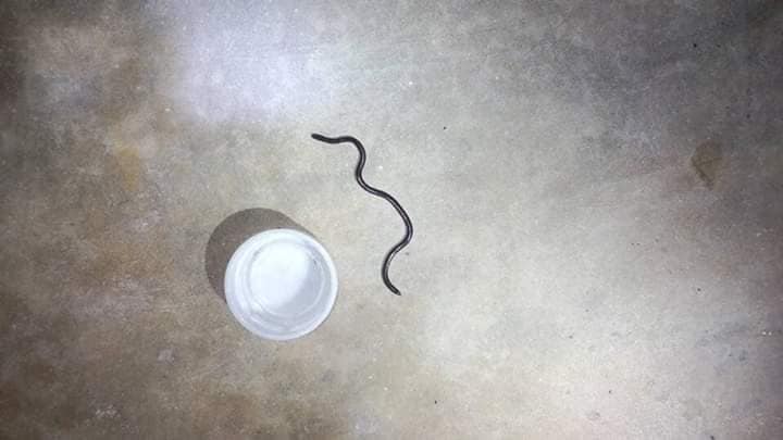 Man Calls Bomba To Get Rid Of Snake In Home; Turns Out It's A Roundworm - World Of Buzz