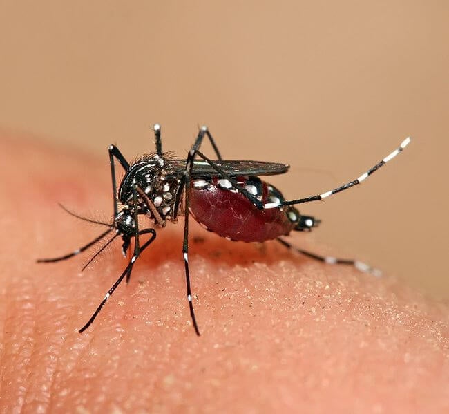 MOH Warns That Dengue Cases on The Rise Due to Different Strain of Virus - WORLD OF BUZZ 1