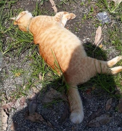 Warga Selangor Kaget Lihat Kucingnya Mati Diracun saat Ditinggal 