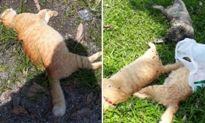 M'Sian Heartbroken After She Found 10 Pet Cats Brutally Poisoned To Death In Puchong - World Of Buzz 2