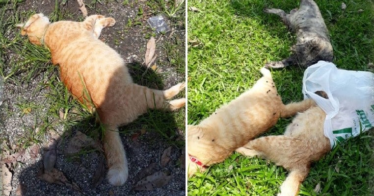 M'sian Heartbroken After She Found 10 Pet Cats Brutally Poisoned to Death in Puchong - WORLD OF BUZZ 2