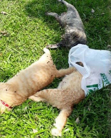 M'sian Heartbroken After She Found 10 Pet Cats Brutally Poisoned To Death In Puchong - World Of Buzz