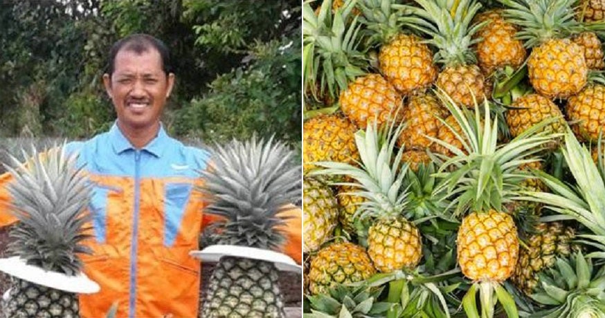 Pineapple - World Of Buzz 5