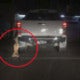 Poor Dog Tries To Free Itself After Getting Dragged Along The Road By Pickup Truck In M'Sia - World Of Buzz