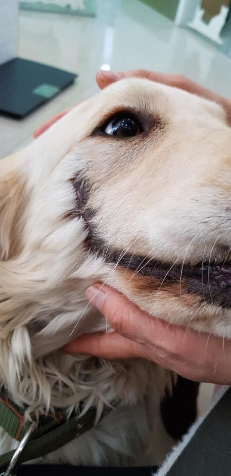 Puppy Found With Abused With Mouth Cut Open Like Joker, Still Friendly To Humans - WORLD OF BUZZ