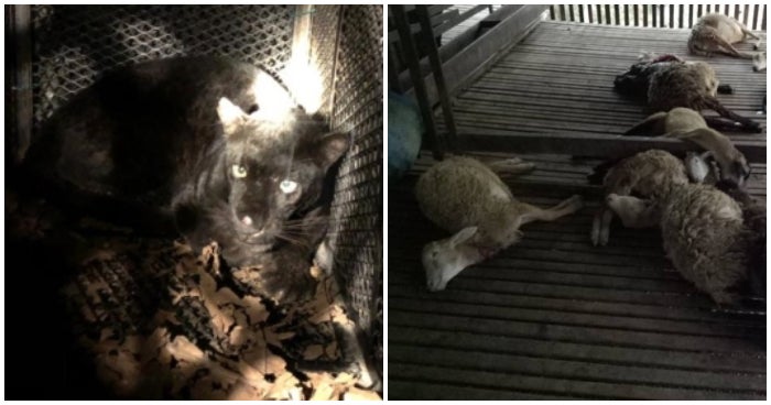 Rare Black Panther Captured In Negeri Sembilan After Killing 15 Sheep In One Night - World Of Buzz
