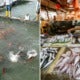 Report: Penang Consumers Association Warns Fish Might Be Non-Halal, Here'S Why - World Of Buzz 2