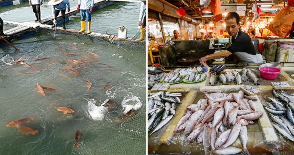 Report: Penang Consumers Association Warns Fish Might Be Non-Halal, Here's Why - WORLD OF BUZZ 2