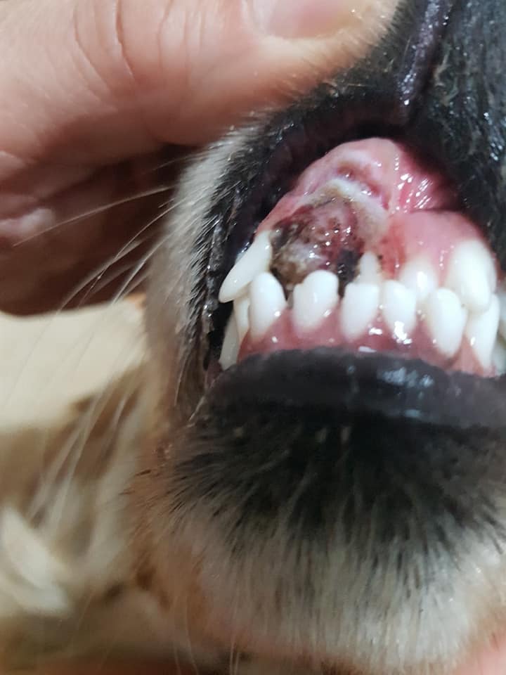Somebody Cut This Puppy's Mouth Open Like Joker, Rescuers Find She's Still Happy To See Humans - WORLD OF BUZZ 4