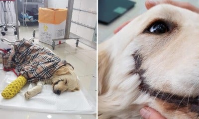 Somebody Cut This Puppy'S Mouth Open Like Joker, Rescuers Find She'S Still Happy To See Humans - World Of Buzz 7
