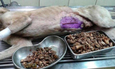 &Quot;This Picture Is Taken After 1.3Kgs Of Undigested Bones Were Retrieved From The Dog'S Stomach&Quot; - World Of Buzz