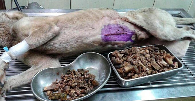 "This Picture Is Taken After 1.3KGs of Undigested Bones Were Retrieved From The Dog's Stomach" - WORLD OF BUZZ