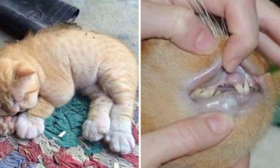 Viral Tweet Tells Pet Owners Not To Give Their Cats Paracetamol, Shows Heartbreaking Side Effects - World Of Buzz