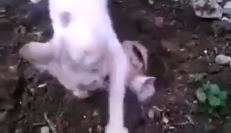 Watch: Mother Cat Buries Her Dead Baby Kitten Believed to be Killed By Humans - WORLD OF BUZZ 1