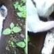 Watch: Mother Cat Buries Her Dead Baby Kitten Believed To Be Killed By Humans - World Of Buzz 2