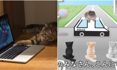 Watch: Road Safety Video For Cats Made By Animal Experts. No, We Arenot Kitten Around - World Of Buzz 4