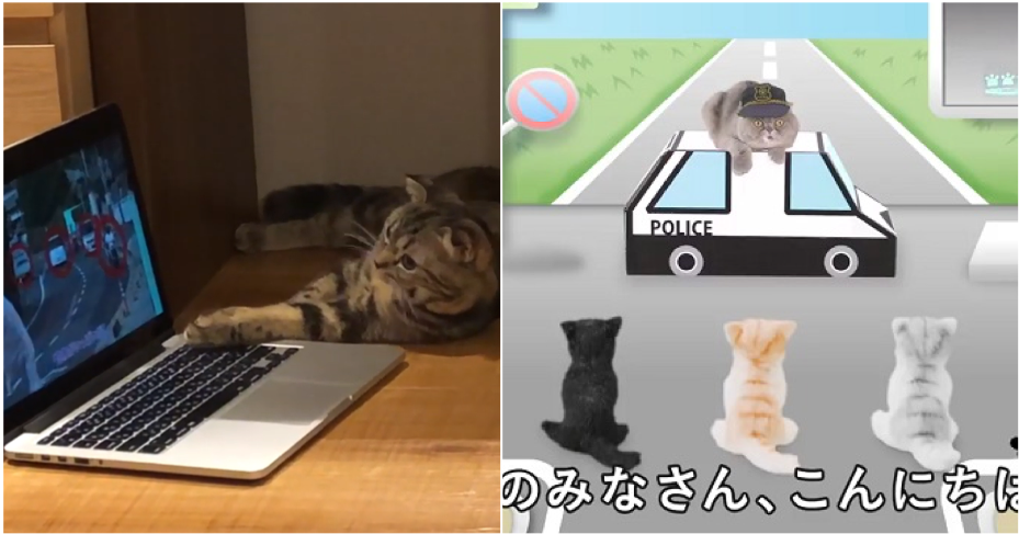 Watch: Road Safety Video For Cats Made By Animal Experts. No, We Arenot Kitten Around - World Of Buzz 4