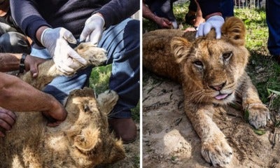 Zoo Receives Backlash For Declawing Lion Cub So Visitors Can Play With It - World Of Buzz 3