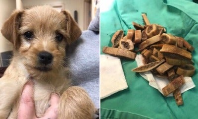 3-Month-Old Puppy Dies After Vet Removes Almost 50 Undigested Bones From His Stomach - World Of Buzz 2