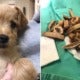 3-Month-Old Puppy Dies After Vet Removes Almost 50 Undigested Bones From His Stomach - World Of Buzz 2