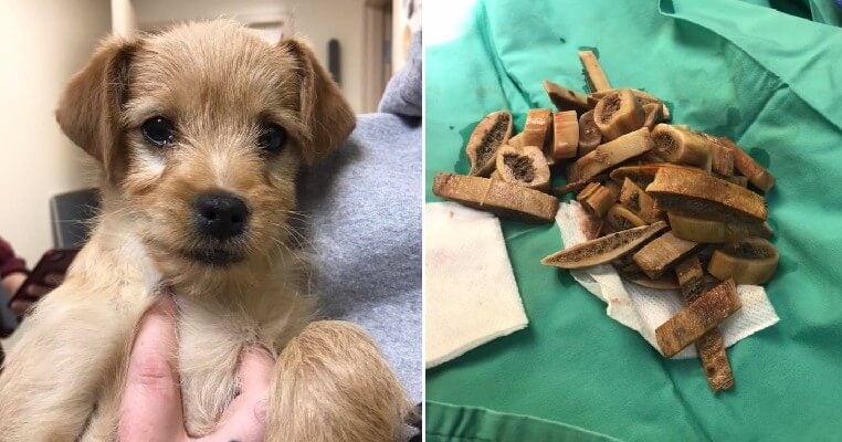 3-Month-Old Puppy Dies After Vet Removes Almost 50 Undigested Bones From His Stomach - WORLD OF BUZZ 2