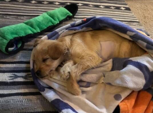 3-Month-Old Puppy Dies After Vet Removes Almost 50 Undigested Bones From His Stomach - WORLD OF BUZZ