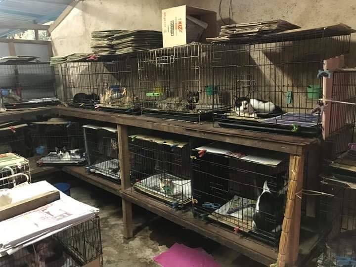 Animal Lover Spends Three Quarters Of His Salary Each Month Taking Care Of His 80 Kittens - World Of Buzz 3