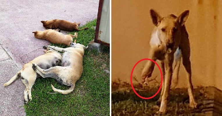 Dog And Her 5 Puppies In Sabah Killed After Being Given Food Mixed With Poison - WORLD OF BUZZ 5