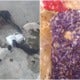Dog And Her 5 Puppies In Sabah Killed After Being Given Food Mixed With Poison - World Of Buzz 8