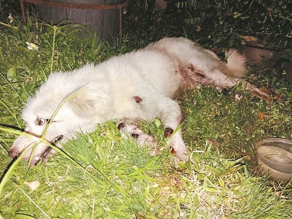 Dog Severely Injured After Being Tied to Motorbike and Dragged Along Road in Kampar - WORLD OF BUZZ