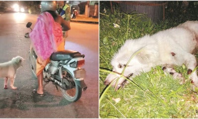Dog Severely Injured After Being Tied To Motorcycle And Dragged Along Road In Kampar - World Of Buzz