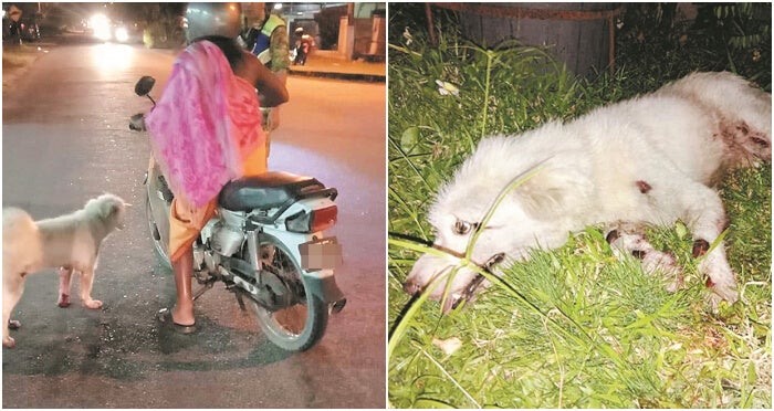 Dog Severely Injured After Being Tied to Motorcycle and Dragged Along Road in Kampar - WORLD OF BUZZ