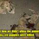 Ex-Town Council Shares How His Baby Paid For His Sin Of Killing Stray Dogs In Viral Fb Post - World Of Buzz