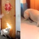Faithful Dog Blocks The Room Door To Prevent Groom From Going In And Marrying Its Owner - World Of Buzz