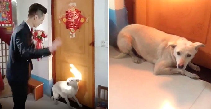 Faithful Dog Blocks The Room Door To Prevent Groom From Going In And Marrying Its Owner - WORLD OF BUZZ