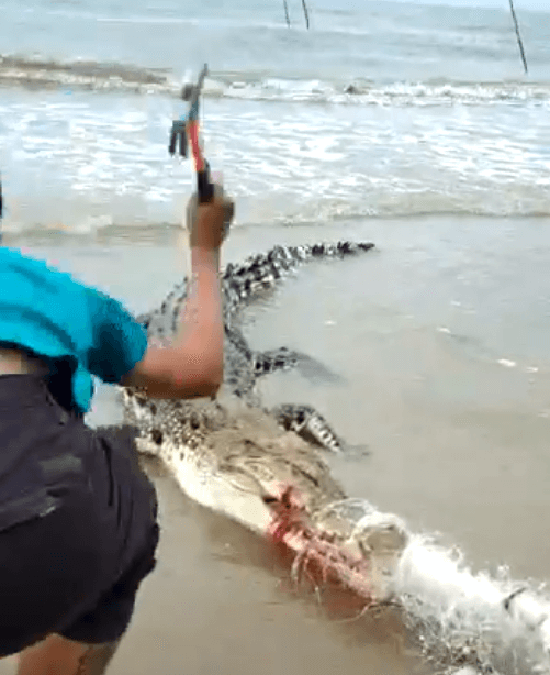 Footage Of People Savagely Beating Trapped Crocodile With Hammers And Sticks Goes Viral, Netizens Horrified - WORLD OF BUZZ 1