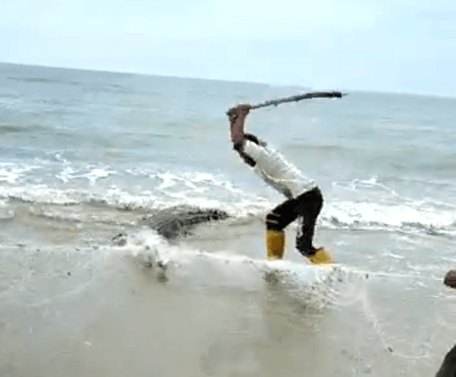 Footage Of People Savagely Beating Trapped Crocodile With Hammers And Sticks Goes Viral, Netizens Horrified - WORLD OF BUZZ 2