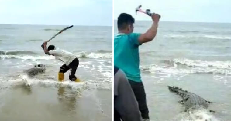 Footage Of People Savagely Beating Trapped Crocodile With Hammers And Sticks Goes Viral, Netizens Horrified - World Of Buzz 3