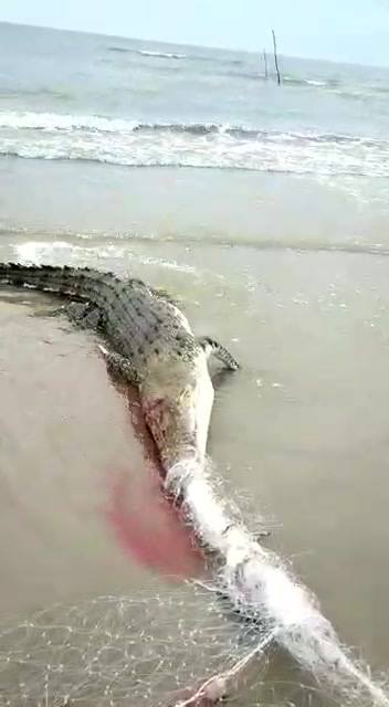 Footage Of People Savagely Beating Trapped Crocodile With Hammers And Sticks Goes Viral, Netizens Horrified - WORLD OF BUZZ 4