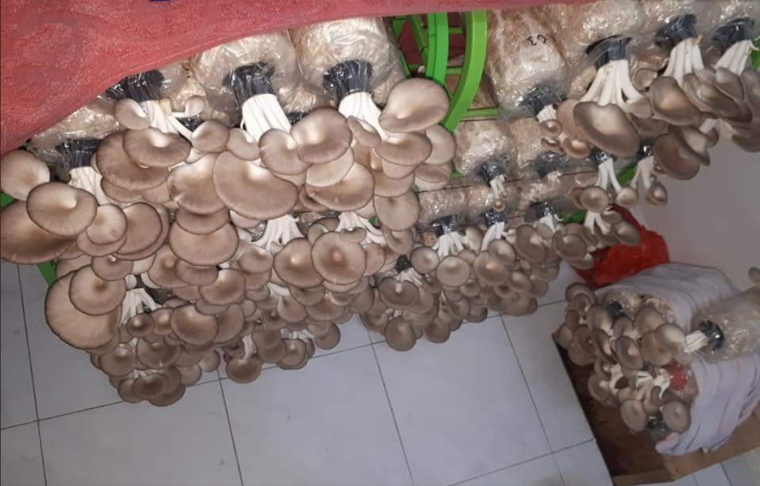 Graduate Unable To Find Work For Four Years Now Makes Living Selling Mushrooms On Shopee, Netizens Inspired - WORLD OF BUZZ 1
