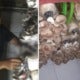 Graduate Unable To Find Work For Four Years Now Makes Living Selling Mushrooms On Shopee, Netizens Inspired - World Of Buzz 3