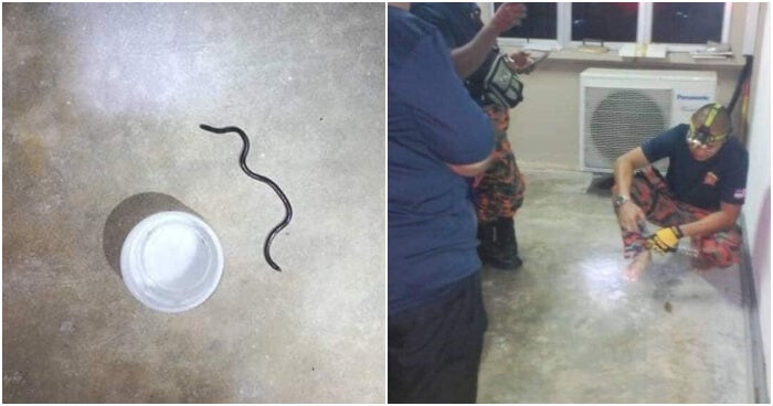 Man Calls Bomba To Get Rid Of Snake In Home Turns Out Its A Roundworm World Of Buzz 3