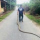 Man Catches 4-Metre Long Cobra With Bare Hands, Perhilitan Now Looking For Him - World Of Buzz