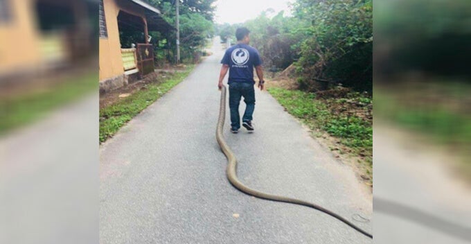 Man Catches 4-Metre Long Cobra With Bare Hands, Perhilitan Now Looking For Him - World Of Buzz