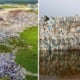 Massive Illegal Plastic Landfill Found In Penang With &Quot;6 Football Fields&Quot; Worth Of Trash Piled Two Stories High - World Of Buzz 3