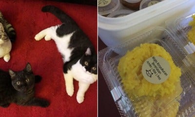 M'Sian Gets His Pet Cats Castrated, Celebrates By Giving Pulut &Amp; Rendang To Colleagues - World Of Buzz 3