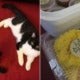 M'Sian Gets His Pet Cats Castrated, Celebrates By Giving Pulut &Amp; Rendang To Colleagues - World Of Buzz 3