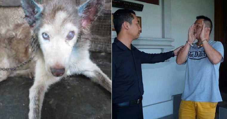 Msian Guilty Of Neglecting Own Husky Jailed Fined Rm8000 For Animal Cruelty World Of Buzz